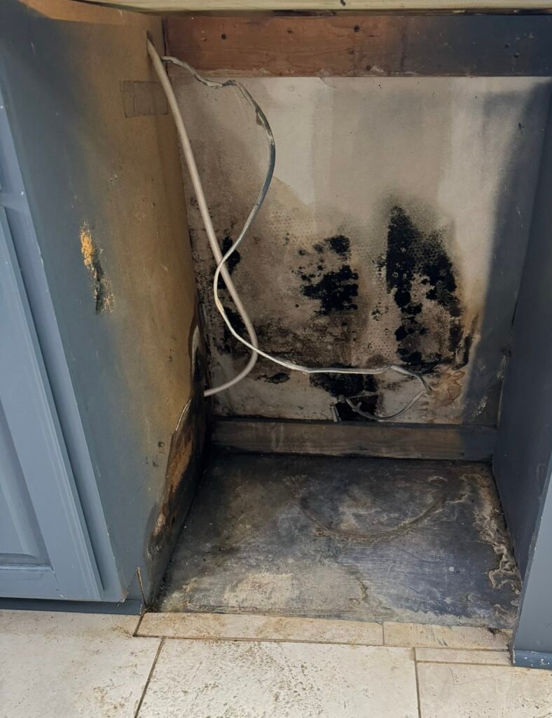 mold removal charlotte nc & mold remediation charlotte nc