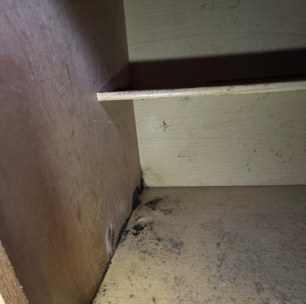 Black mold growth and moisture damage inside a wooden cabinet near the corner seam and base panel